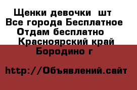 Щенки девочки 4шт - Все города Бесплатное » Отдам бесплатно   . Красноярский край,Бородино г.